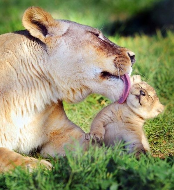 親子愛 動物に癒されたい